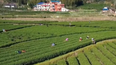 千城百县看中国｜江西遂川：“茶票”助力“点茶成金”