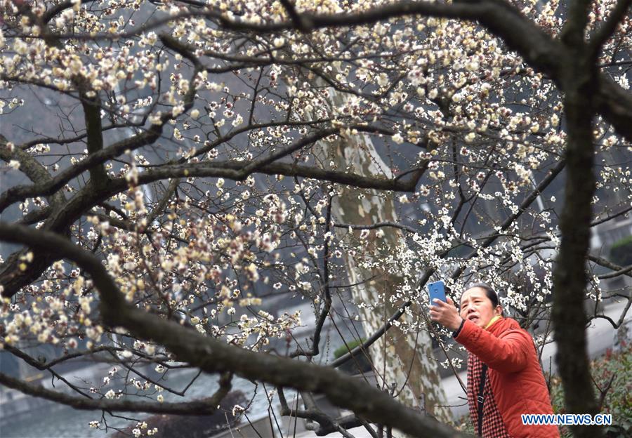 CHINA-WUHAN-WINTERSWEET FLOWERS (CN)
