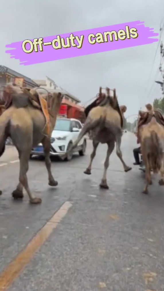 Off-duty camels hop down road in China's Dunhuang