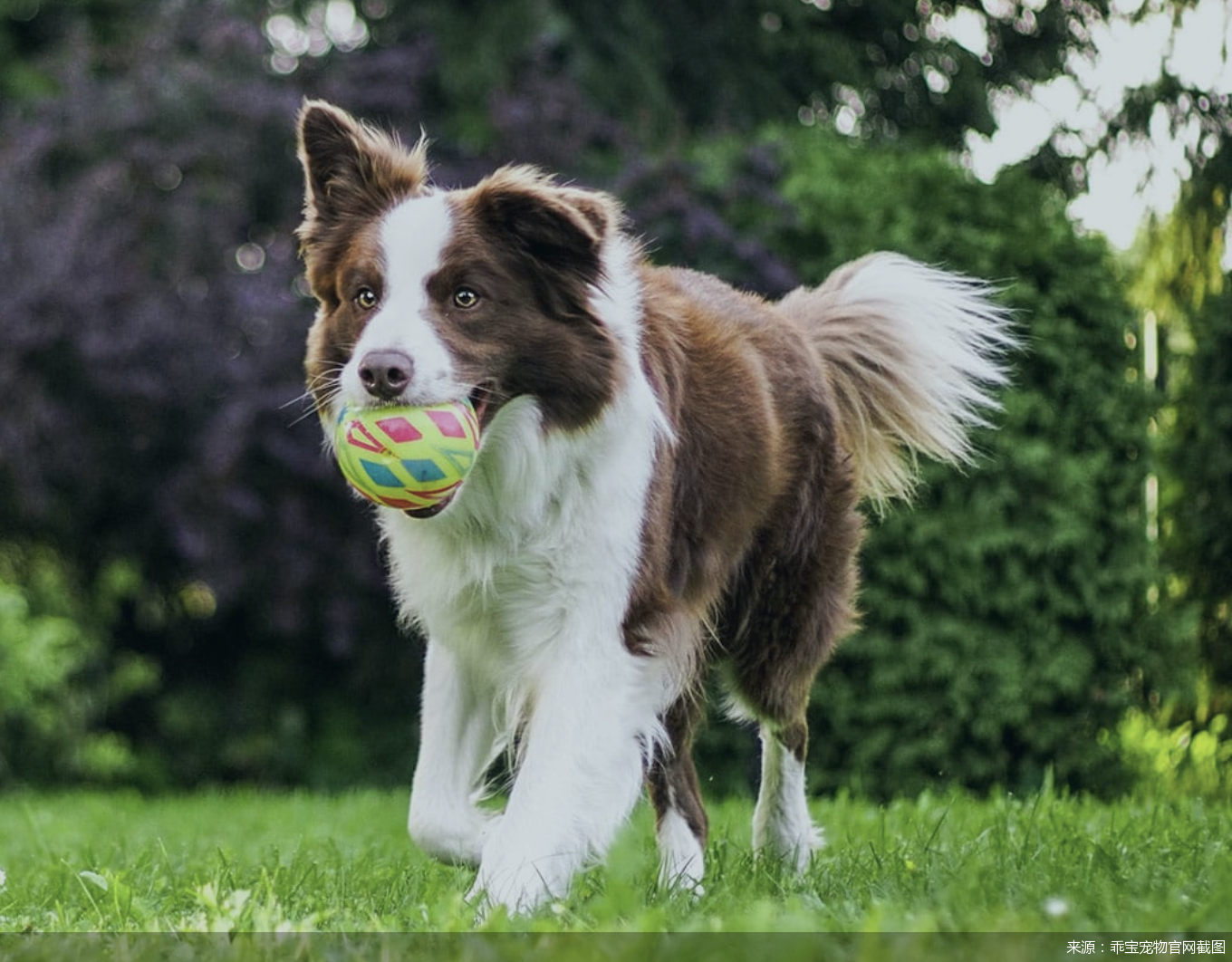 来源:乖宝宠物官网截图