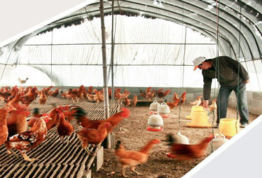 劉永好潘剛解讀家庭農(nóng)場模式:非養(yǎng)殖大戶升級版