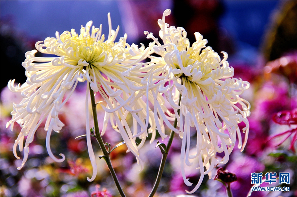 金秋時節(jié)，菊潤車城