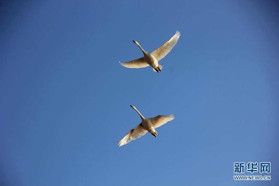《三門峽大天鵝》