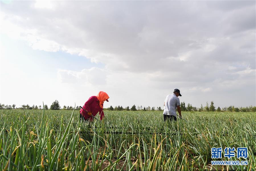 （新華全媒頭條&middot;在習(xí)近平新時(shí)代中國特色社會(huì)主義思想指引下&mdash;&mdash;新時(shí)代新作為新篇章&middot;圖文互動(dòng)）（3）綠富同興畫卷在沙海中鋪展&mdash;&mdash;庫布其沙漠生態(tài)治理紀(jì)實(shí)