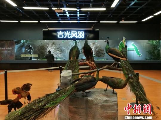 先有雞還是先有蛋？這個科普展覽有點“不一般”