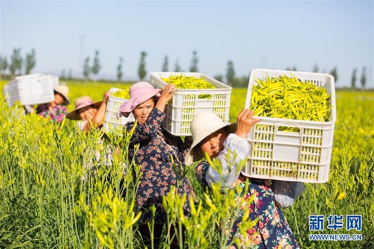 (在習(xí)近平新時(shí)代中國(guó)特色社會(huì)主義思想指引下——新時(shí)代新作為新篇章·鄉(xiāng)村振興戰(zhàn)略·圖文互動(dòng))(1)一株忘憂草,萬家喜眉梢——山西省大同市云州區(qū)黃花產(chǎn)業(yè)扶貧觀察
