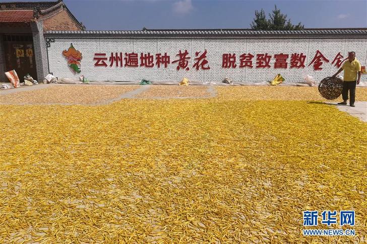 (在習(xí)近平新時(shí)代中國(guó)特色社會(huì)主義思想指引下——新時(shí)代新作為新篇章·鄉(xiāng)村振興戰(zhàn)略·圖文互動(dòng))(2)一株忘憂草,萬家喜眉梢——山西省大同市云州區(qū)黃花產(chǎn)業(yè)扶貧觀察