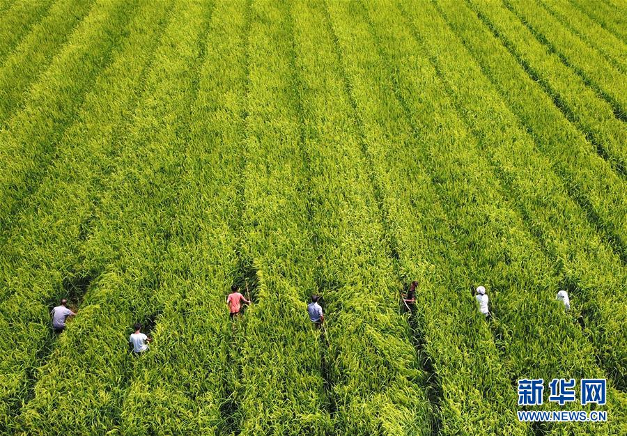 （全面深化改革&middot;圖文互動）（1）&ldquo;減&rdquo;出效益 &ldquo;融&rdquo;出特色 &ldquo;服&rdquo;出動力&mdash;&mdash;貴州推進農村產業結構調整觀察