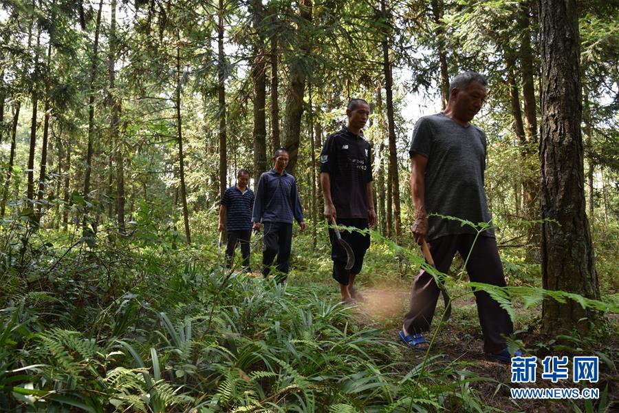 (愛(ài)國(guó)情 奮斗者·圖文互動(dòng))(1)貴州印江高石坎護(hù)林隊(duì):半輩子,以林場(chǎng)為家