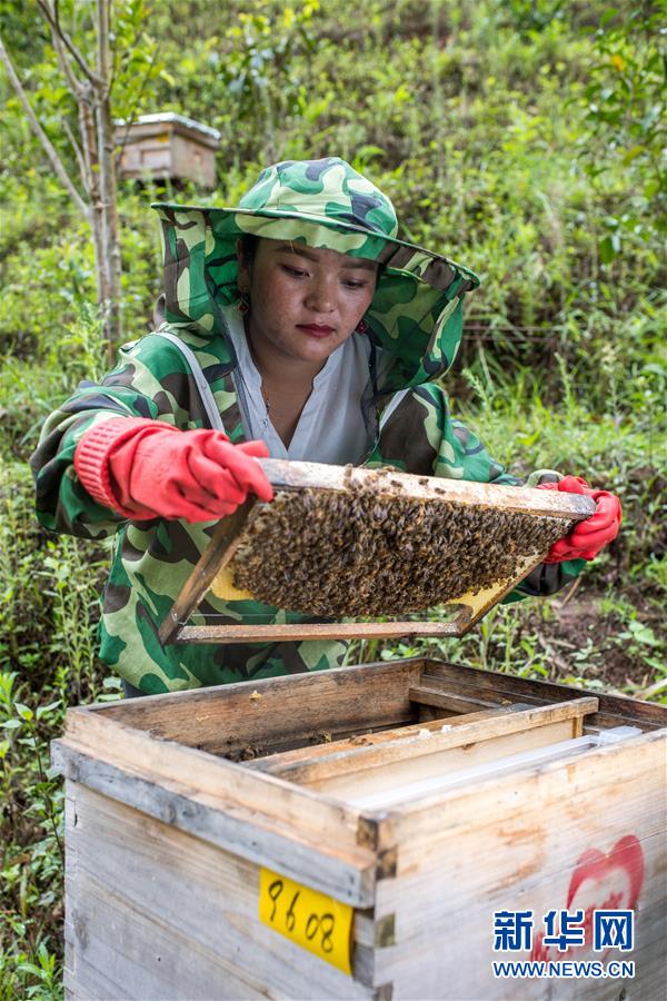 (圖文互動)(7)太陽照耀“人類童年”——新時代直過民族脫貧攻堅紀事
