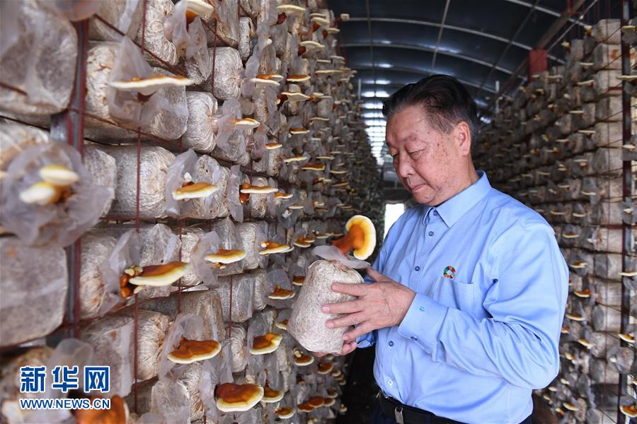（不忘初心、牢記使命·圖文互動）（1）拳拳寸草心 濃濃報國情——記“菌草之父”林占熺