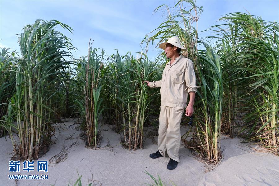 （不忘初心、牢記使命·圖文互動）（3）拳拳寸草心 濃濃報國情——記“菌草之父”林占熺