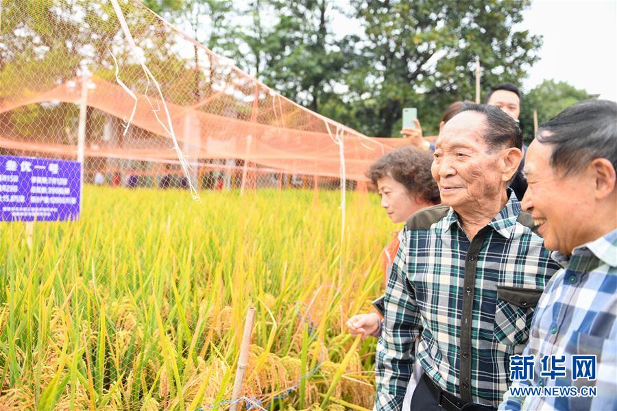（圖文互動）（4）1046.3公斤！袁隆平第三代雜交水稻首次公開測產