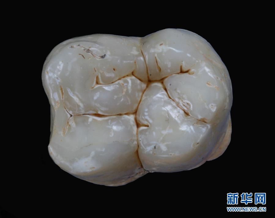 (圖文互動(dòng))(1)科學(xué)家成功從190萬年前巨猿化石中提取到遺傳物質(zhì)