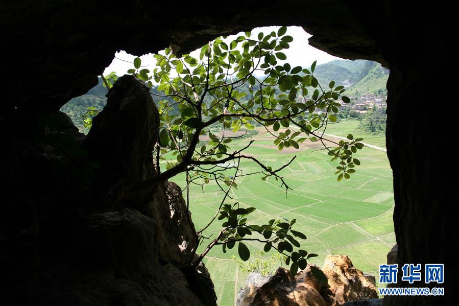 (圖文互動(dòng))(3)科學(xué)家成功從190萬年前巨猿化石中提取到遺傳物質(zhì)