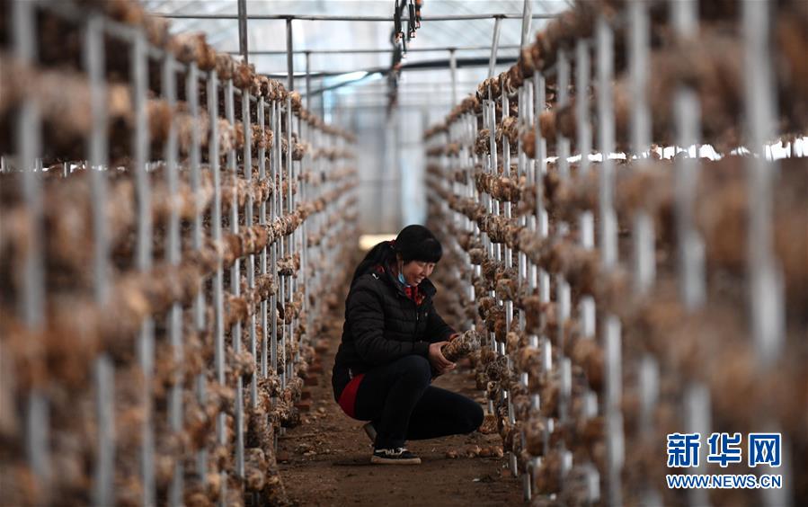 (新華全媒頭條·圖文互動)(3)且看信心如何讓黃土變成金——“環京津貧困帶”整體脫貧記