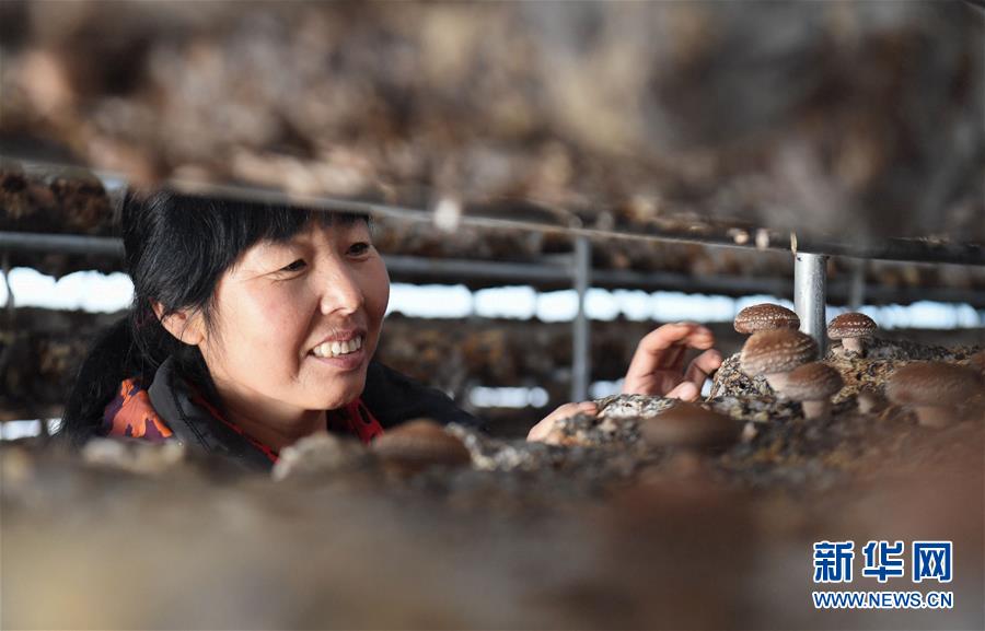 (新華全媒頭條·圖文互動)(4)且看信心如何讓黃土變成金——“環京津貧困帶”整體脫貧記