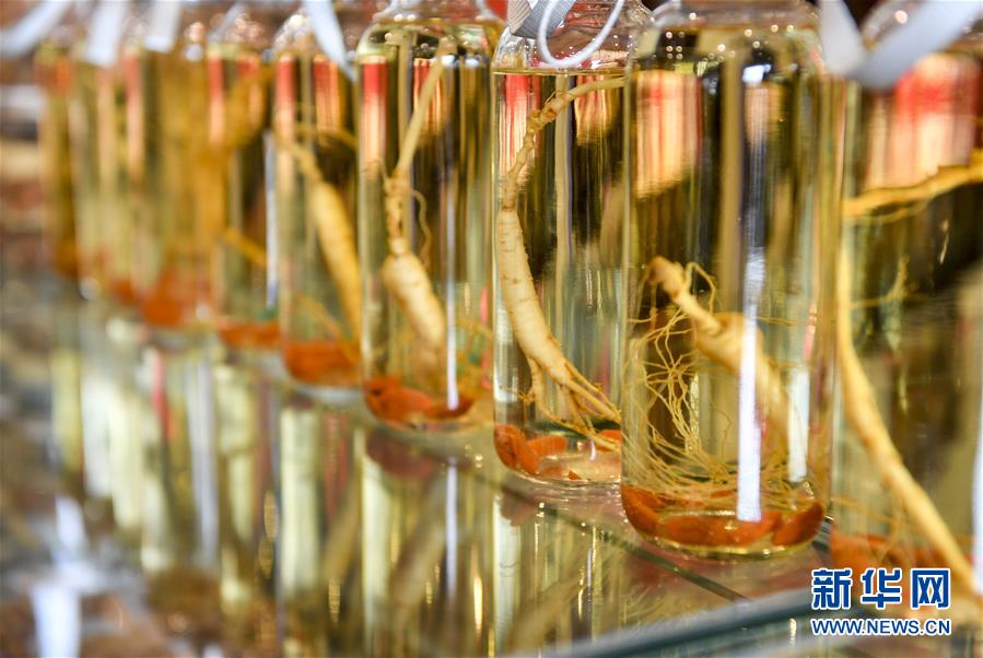 (走向我們的小康生活)(13)人參產業助民增收