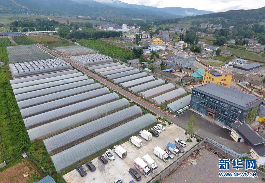 (走向我們的小康生活·決戰決勝脫貧攻堅·圖文互動)(1)把產業興盛之“根”扎進大涼山