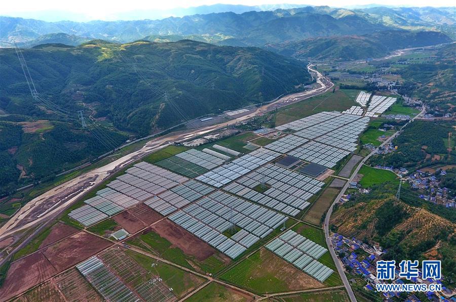 (走向我們的小康生活·決戰決勝脫貧攻堅·圖文互動)(2)把產業興盛之“根”扎進大涼山