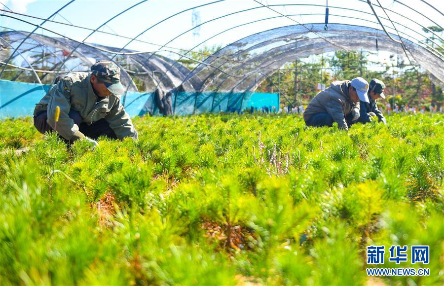 （在習(xí)近平新時代中國特色社會主義思想指引下——新時代新作為新篇章·習(xí)近平總書記關(guān)切事·圖文互動）（8）綠意，在黃沙中鋪展——我國防沙治沙紀(jì)實(shí)