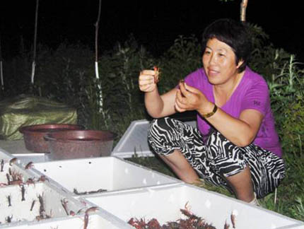 記吉林省東遼縣安石鎮朝陽村黨支部書記韓麗