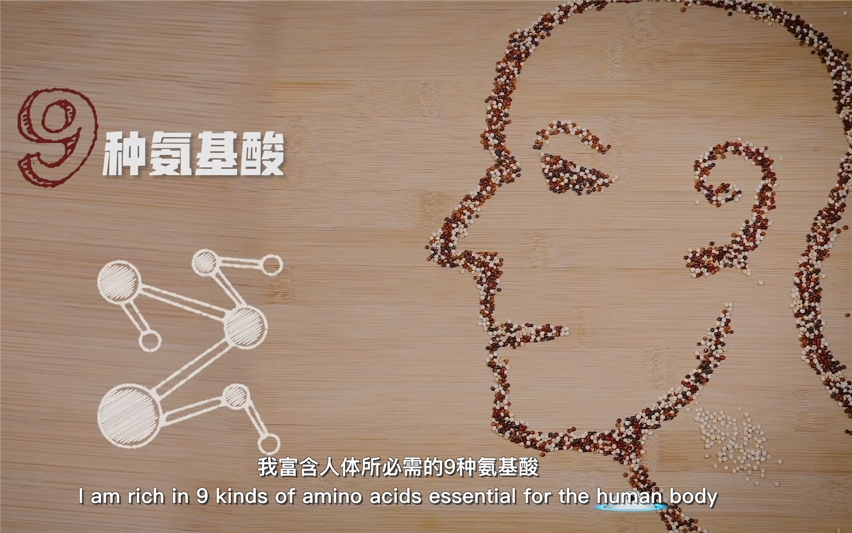 藜麥富含人體所必需的九種氨基酸