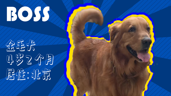 有效拴繩&科學遛狗——如何文明養犬？“撿屎官”們快看過來！